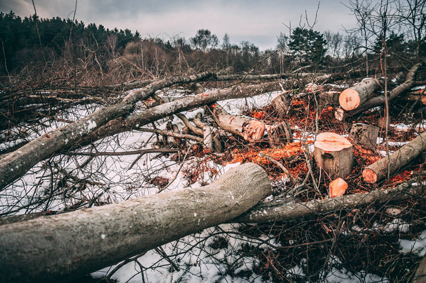 Taitetut puut makaavat lumessa talvella. Appelsiinisahanpuru ja varjostus
 - Valokuva, kuva