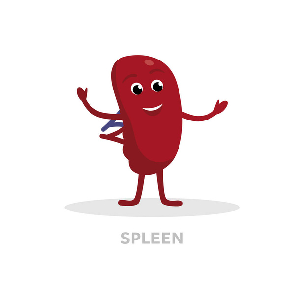 Строгий здоровый spleen мультяшный персонаж изолирован на белом фоне. Happy spleen icon vector flat design. Медицинская иллюстрация концепции здорового органа
. - Вектор,изображение
