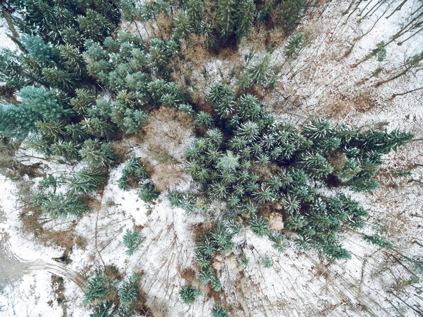 aerial view of pine trees surrounded by snow in wild park - Photo, Image