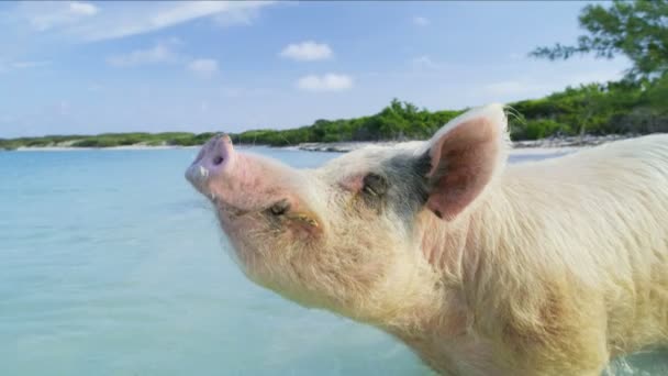 Счастливая свинья в солнечном свете купается в теплых тропических водах океана на необитаемом острове Большой Майор Кай Багамские острова Карибского бассейна
 - Кадры, видео