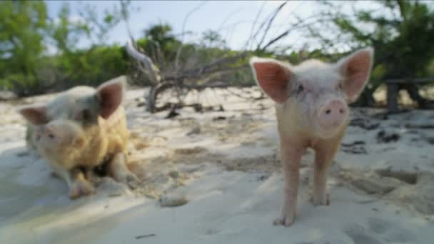 Porco e leitão relaxando na praia em estado selvagem na ilha tropical desabitada no paraíso atração turística nas Bahamas Caribe
 - Filmagem, Vídeo