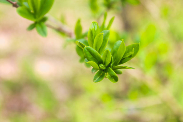 The first spring gentle leaves, buds and branches macro background. - 写真・画像