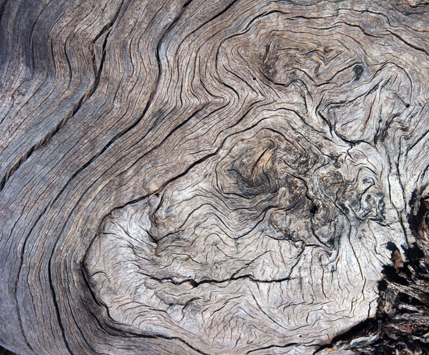 Abstraktní strom textury pozadí - Fotografie, Obrázek