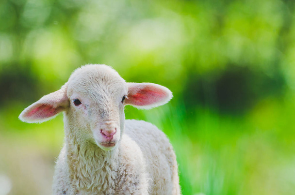 beautiful little lamb looking at camera with copy space for text - Photo, Image