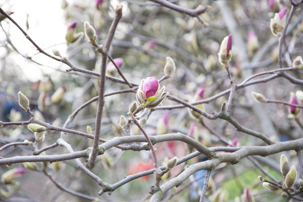 ainda não florescendo botões rosa de magnólia primavera
 - Foto, Imagem
