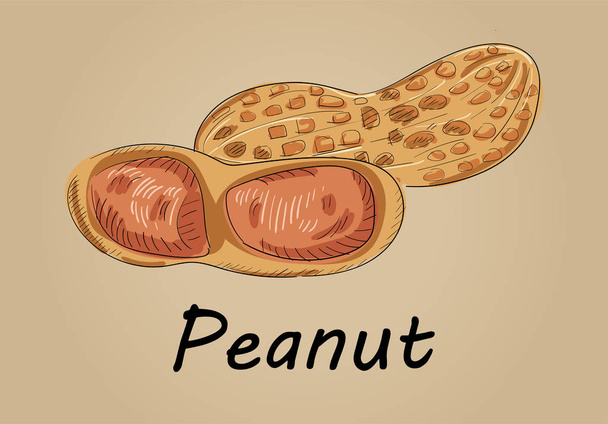 Handzeichnung Illustration Vektor der Erdnuss - jedes Teil ist isoliert und kann so angeordnet werden, wie Sie wollen - Vektor, Bild