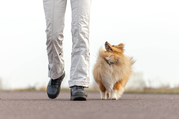 Tedesco cane allenatore lavora con un cane pastore sheetland
 - Foto, immagini