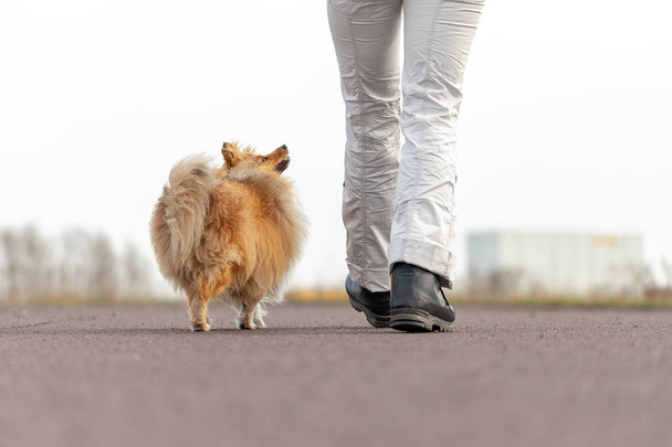 Немецкий тренер собак работает с овчаркой
 - Фото, изображение