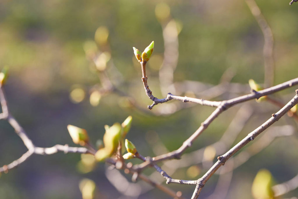 First spring buds on tree branch. Nature background - Photo, Image