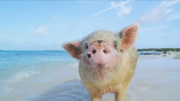 Świnia, relaks na plaży w stanie dzikim na tropikalnej wyspie bezludnej w raju atrakcja turystyczna na Karaibach Wyspy Bahama - Materiał filmowy, wideo