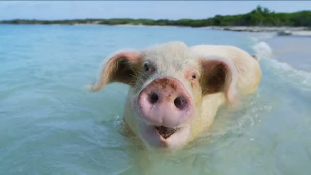 Bahamas Playa de cerdo vista de cerdo salvaje disfrutando de un chapuzón en el mar tropical del Caribe una atracción turística en Big Major Cay
 - Imágenes, Vídeo