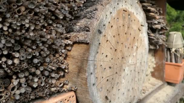 api selvatiche solitarie Osmia Bicornis che vola davanti a una scatola di rifugio per insetti in primavera. in tronco di legno, bambù
. - Filmati, video