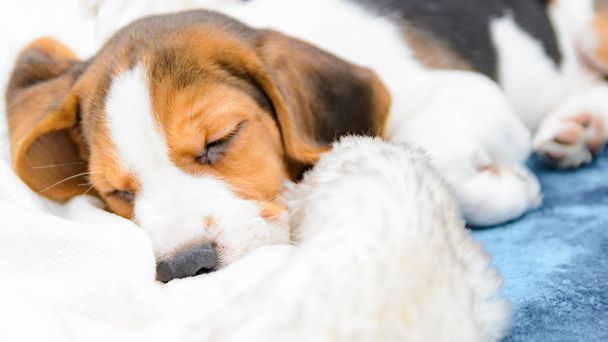 Beagle Welpe schläft - Foto, Bild