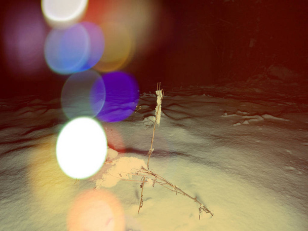 Effet abstrait. Branches couvertes de neige. Vue sur la nature hivernale avec arbre hivernal enneigé
,  - Photo, image