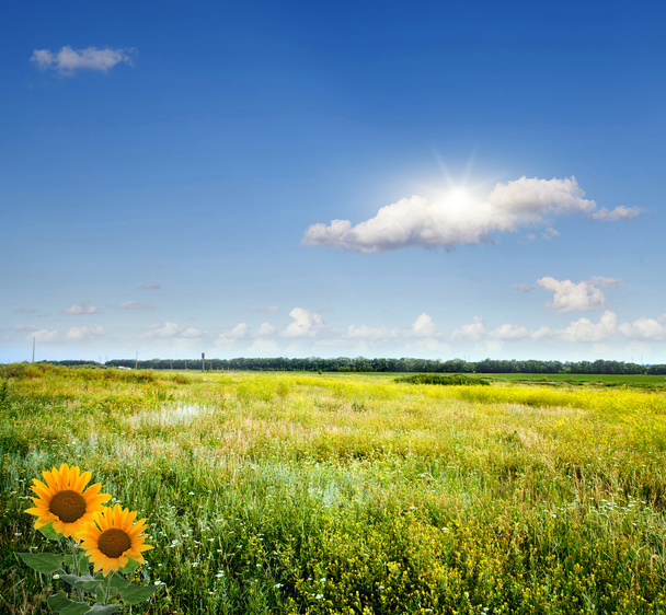 Jarní pole a modré nebe - Fotografie, Obrázek