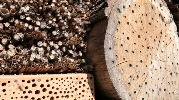 abeilles solitaires sauvages Osmia Bicornis volant devant une boîte d'abri d'hôtel d'insectes au printemps. en tronc de bois, bambou
. - Séquence, vidéo