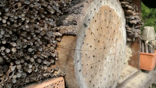 Solitärbienen Osmia bicornis fliegen im Frühling vor einem Insektenhotel-Unterschlupf. aus Holzstamm, Bambus. - Filmmaterial, Video