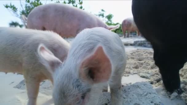 Świnie i Prosiaczek relaks na plaży w stanie dzikim na tropikalnej wyspie bezludnej w raju atrakcja turystyczna na Karaibach Wyspy Bahama - Materiał filmowy, wideo