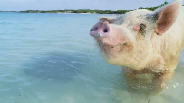 Cerdo de la Mancomunidad en Big Major Cay bajo el sol remando en la remota isla de playa tropical una atracción turística en el Caribe de Bahamas
 - Imágenes, Vídeo