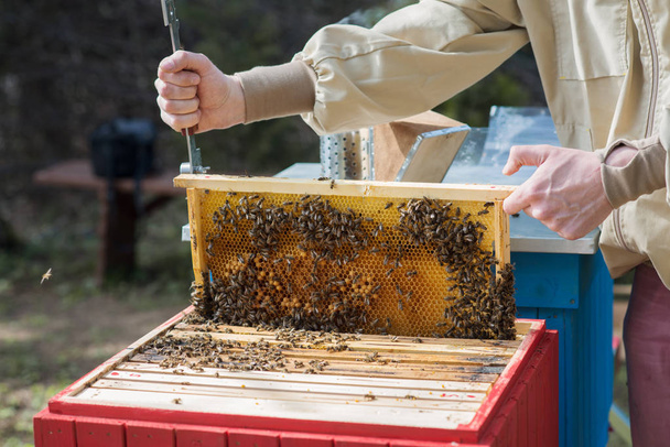 een jonge imker controleert de ontwikkeling van een honingbij kolonie - Foto, afbeelding