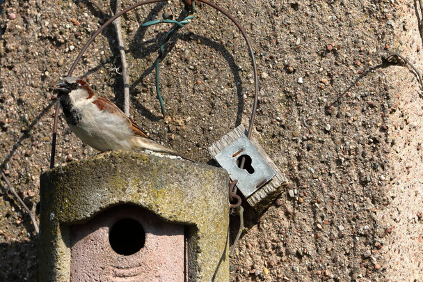 Воробей на гнездовой яме в ухаживании
 - Фото, изображение