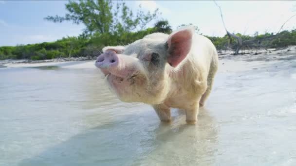  свиня Дика, вбираючи полуденного сонця на великий основних Cay океанській пляжу рай Багамські острови Карибського басейну - Кадри, відео