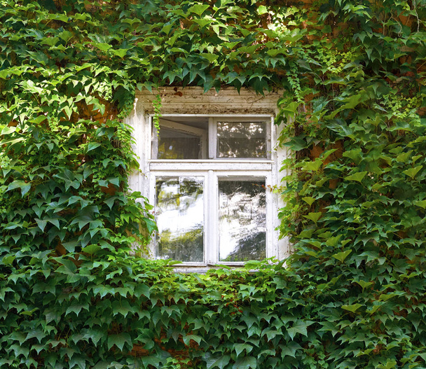 старе вікно і стіна покриті плющем
 - Фото, зображення