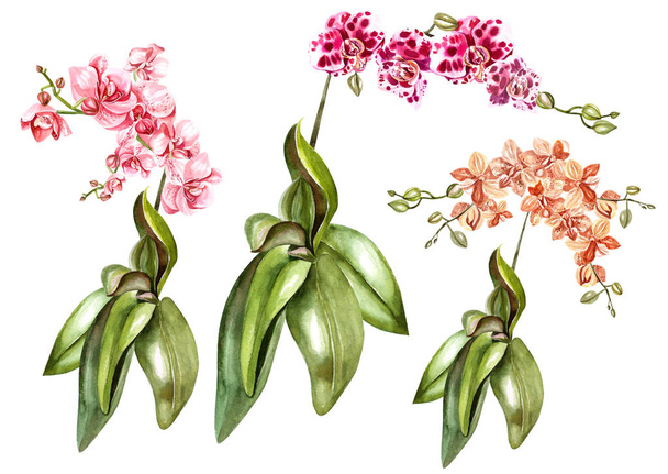 Beautiful watercolor set with orchids.  - Foto, imagen