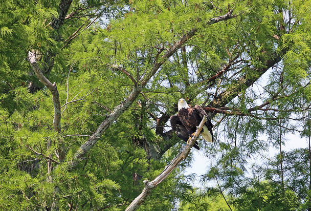 Avistamiento de águila calva - Águila calva salvaje en el árbol en Reelfoot Lake State Park, Tennessee
 - Foto, imagen