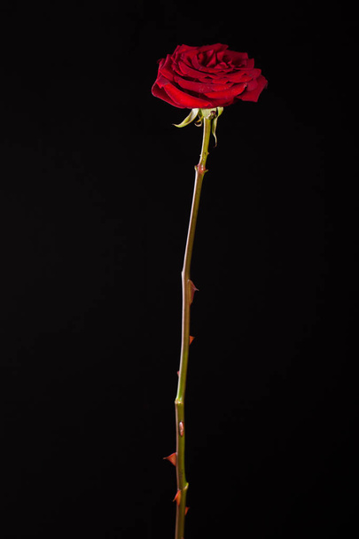 Красива картина темно-червоної троянди на чорному тлі
 - Фото, зображення