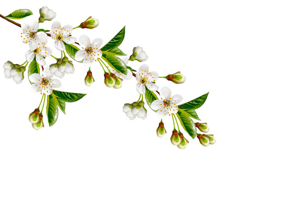 Kwitnąca gałąź wiśni odizolowana na białym tle.  - Zdjęcie, obraz