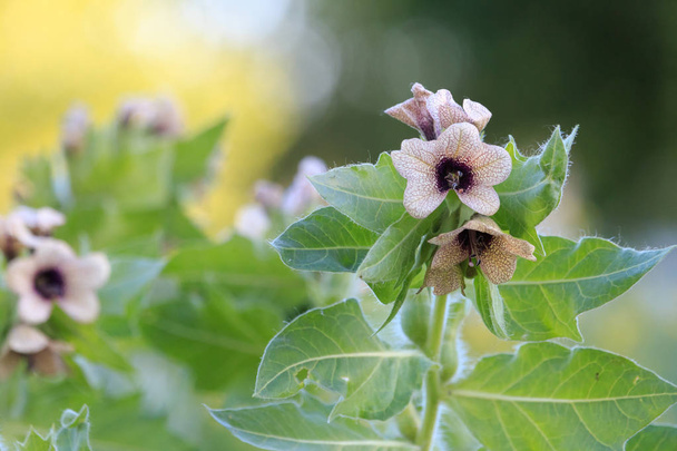 Brownish yellow, purple-veined flowers of Black henbane with blurred background. Stinking nightshade (Hyoscyamus niger) is a poisonous plant. Summer, Russia, Southern Urals. - Photo, Image