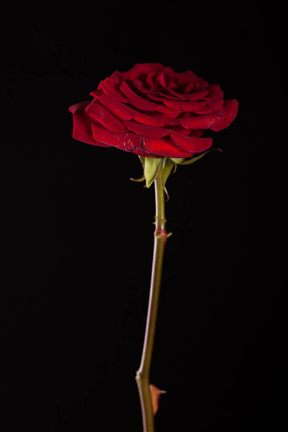 Gyönyörű kép a fekete háttéren sötét piros rózsa - Fotó, kép