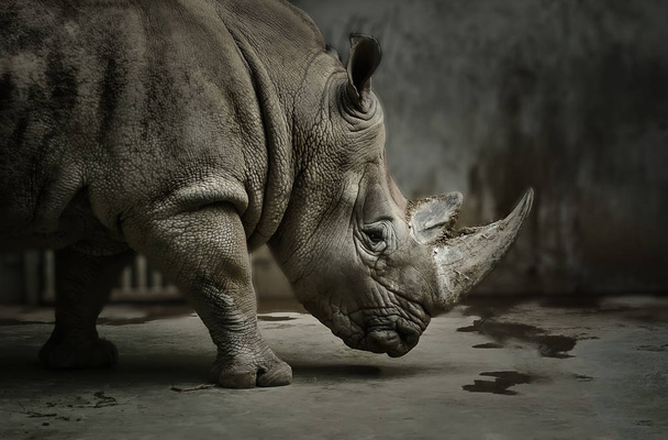 Грустный закрыл огромный носорог с рогом.
 - Фото, изображение