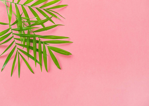 Palm leaves pink background Floral flat lay Summer holidays - Foto, Imagen