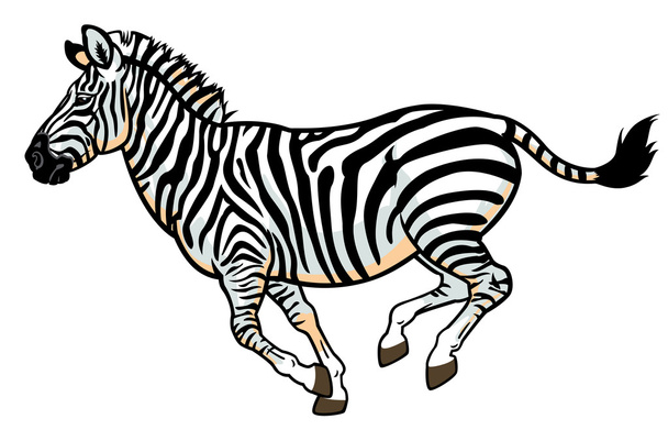 Zebra na bílém - Vektor, obrázek