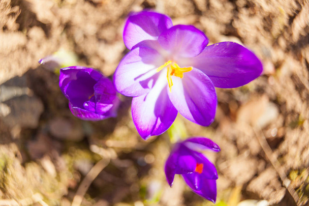 bela flor de croco primavera no fundo imagem
 - Foto, Imagem