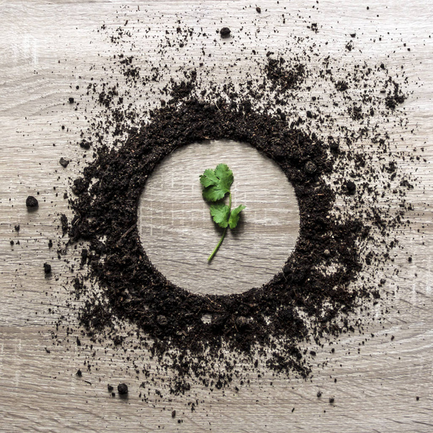 wooden background concept earth piled circle dish texture landing center sprout parsley coriander greens spring  - 写真・画像
