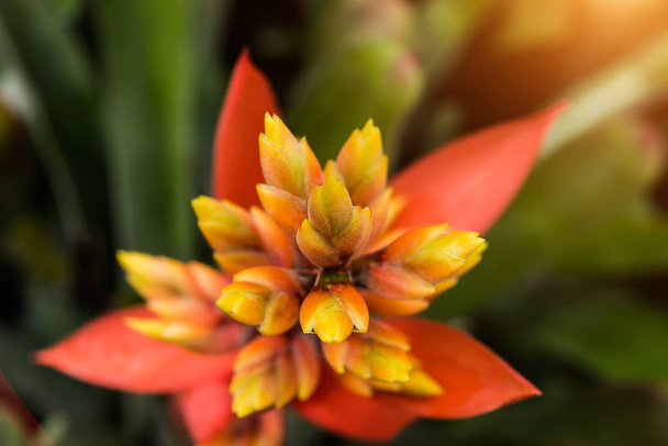 yellow and orange Bromeliad flower. - Photo, Image