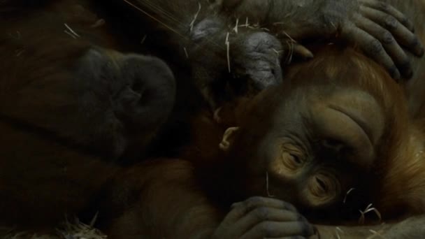 пара шимпанзе, що лежать на спині на сіні. м'які зворушливі відносини між мавпами, крупним планом
 - Кадри, відео