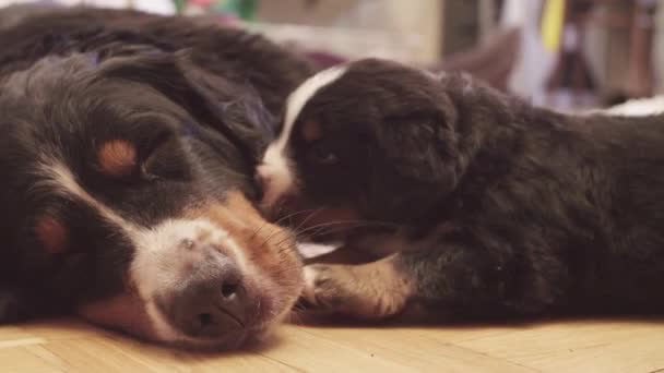 Bernese sheepdogs puppy biting and playing shoe - Footage, Video