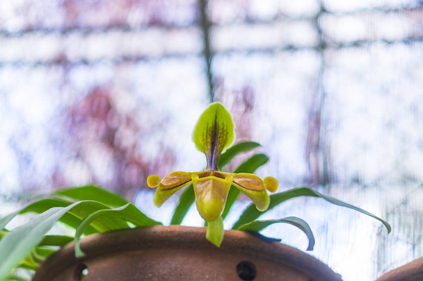 Flor de orquídea de paphiopedilum o orquídea de la zapatilla de la señora en el centro de conservación Paphiopedilum Doi Inthanon, Chiang Mai, Tailandia
. - Foto, imagen