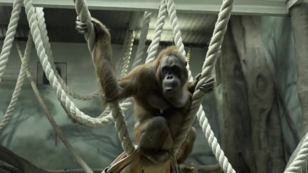 Orangutan sits in rope lines - Materiaali, video