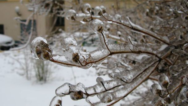 Detailní pohled na větve stromu po mrznoucí déšť, Moskva, Rusko - Fotografie, Obrázek