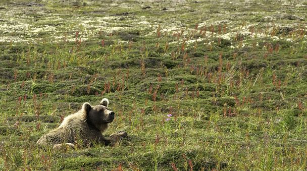 Великий ведмідь Аляски, відпочиваючи в зеленому полі в Katmai - Фото, зображення