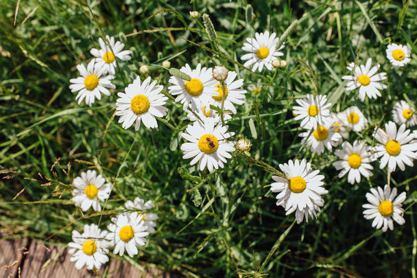 Field of camomiles flowers - Foto, Imagem