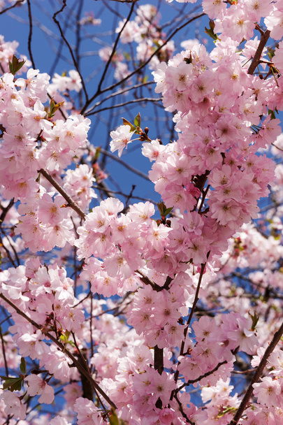Closeup of a blooming almond tree in spring - Photo, Image