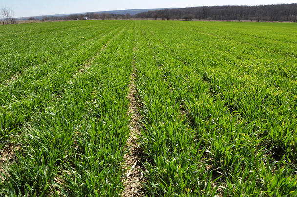 Весной сея озимое пшеничное поле
 - Фото, изображение