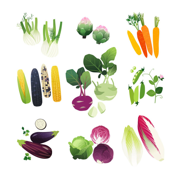 Clipe art vegetais conjunto com erva-doce, alcachofra, cenoura, talos de milho, couve-rábano, ervilhas, berinjela, repolho e alface de endívia
 - Vetor, Imagem