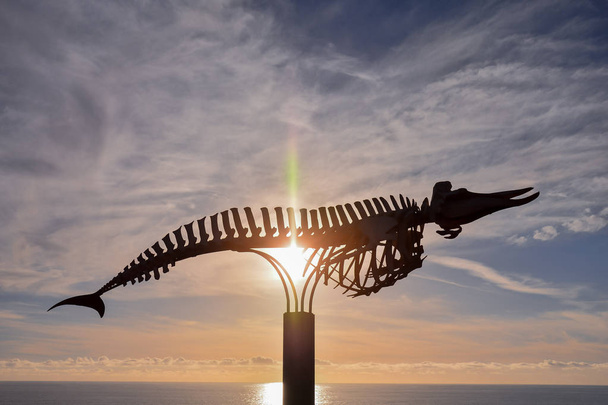 Foto des Skeletts eines Trockenwales - Foto, Bild